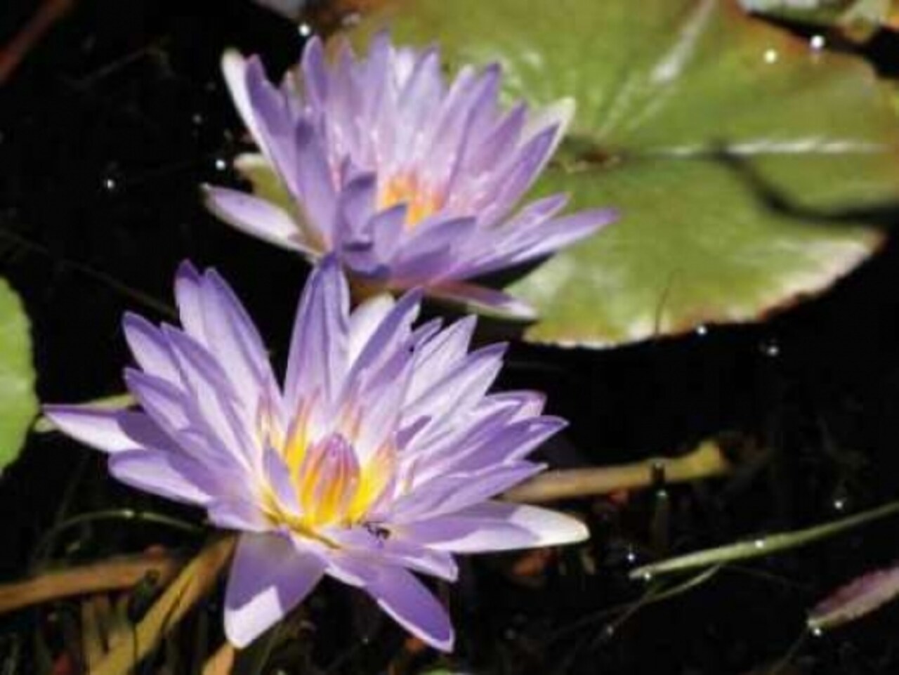 Violet Water Lily I Poster Print by Dana Underdahl - Item # VARPDXPSUND211